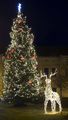 Vianočný stromček z Úhornej